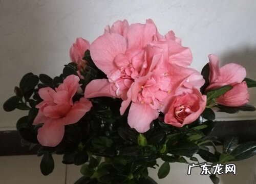 杜鹃花喜不喜欢阳光