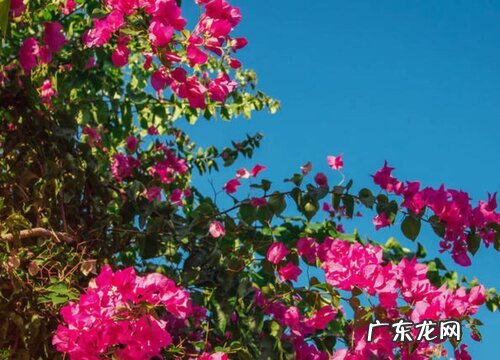 杜鹃花喜不喜欢阳光