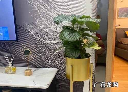 万年青喜不喜欢阳光