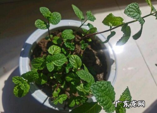 驱蚊草好养吗 养殖方法和养护要点