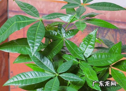 招财树好养吗 养殖方法和养护要点