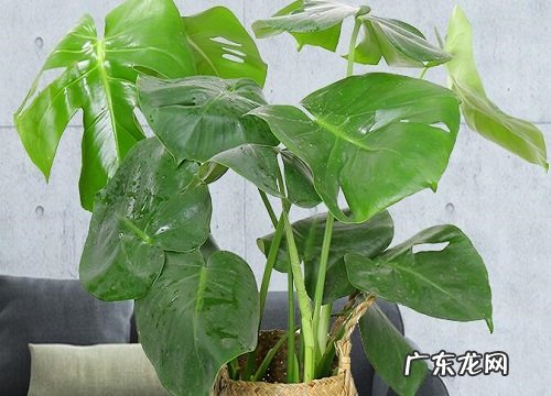 龟背竹烂根怎么办 烂根最好的处理方法