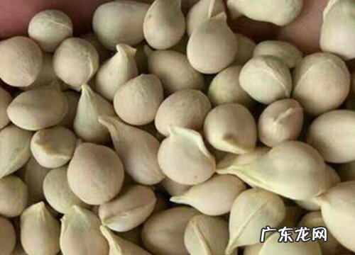 桔子种子可以吃吗