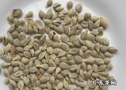 桔子种子可以吃吗