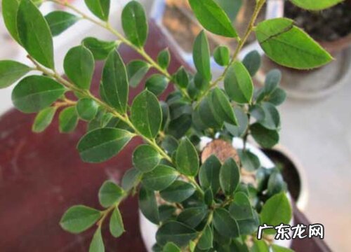 小叶紫檀好养吗 养殖方法和养护要点