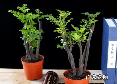 小叶紫檀好养吗 养殖方法和养护要点