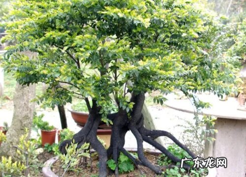 小叶紫檀好养吗 养殖方法和养护要点