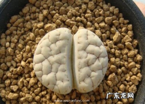 生石花好养吗 养殖方法和养护要点