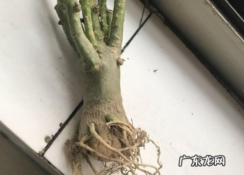 沙漠玫瑰烂根怎么办