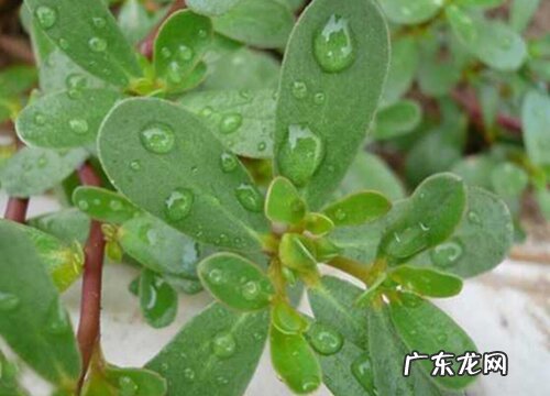 马齿苋种植时间和方法