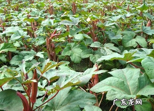 秋葵耐涝吗