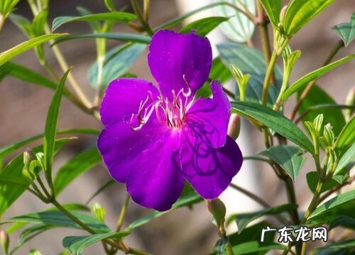 巴西野牡丹好养吗 养殖方法和养护要点
