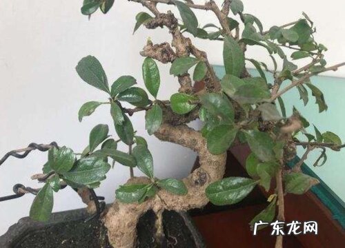小叶福建茶盆景好养吗 养殖方法和养护要点