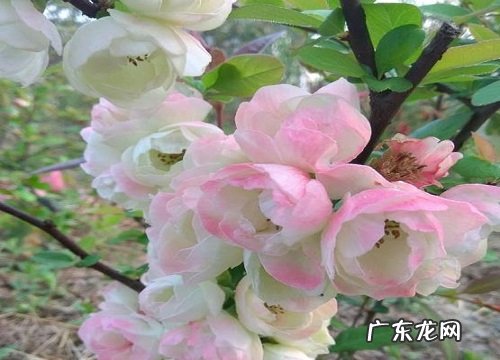 海棠花好养吗 养殖方法和养护要点