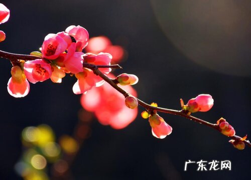 海棠花好养吗 养殖方法和养护要点