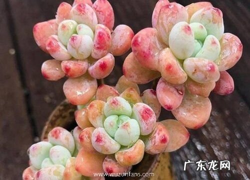 劳尔多肉好养吗 养殖方法和养护要点