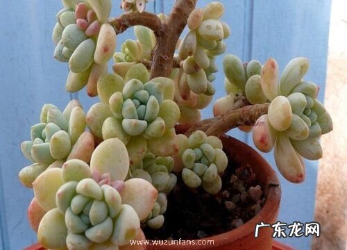 劳尔多肉好养吗 养殖方法和养护要点