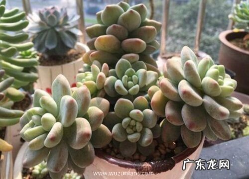 劳尔多肉好养吗 养殖方法和养护要点