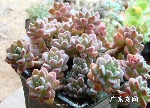 劳尔多肉好养吗 养殖方法和养护要点