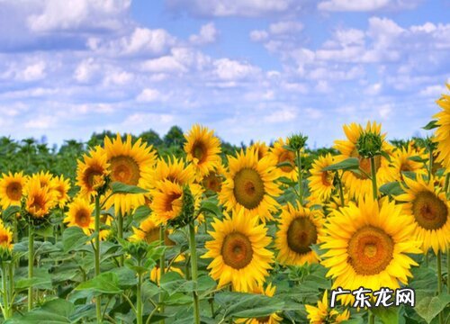 向日葵好养活吗