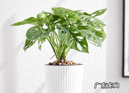 龟背竹好养活吗