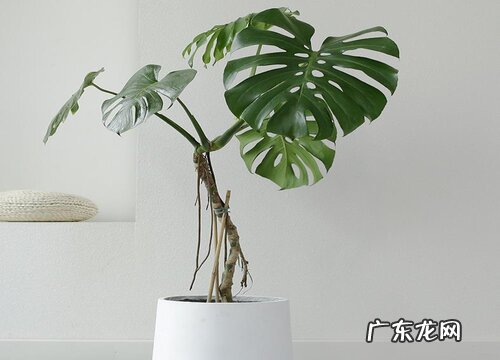 龟背竹好养活吗