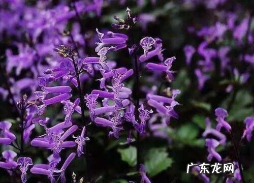 薰衣草生长在什么地方