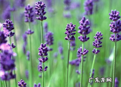 薰衣草生长在什么地方