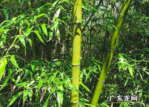 竹子好养活吗