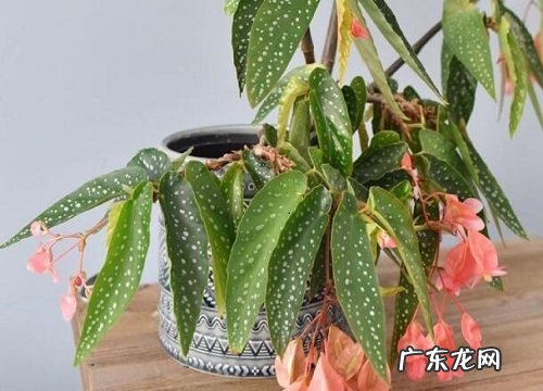 竹节海棠用大盆还是小盆