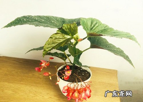 竹节海棠用大盆还是小盆