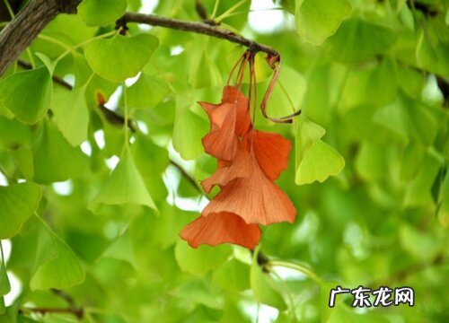 银杏树生长在什么地方