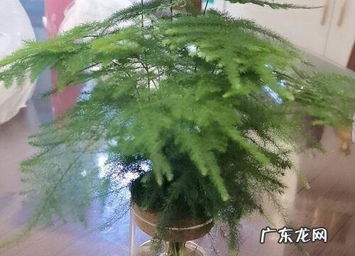 冬天养护文竹的注意事项