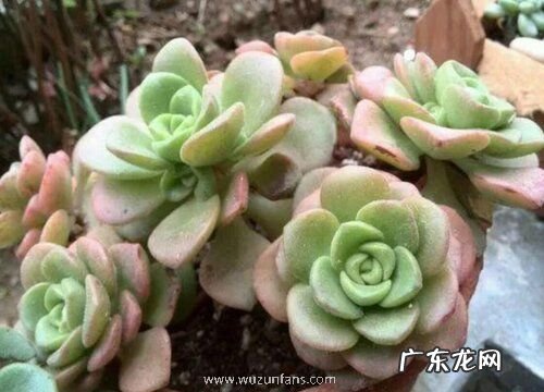百合莉莉怎么养出状态