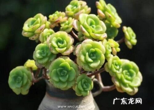 百合莉莉怎么养出状态