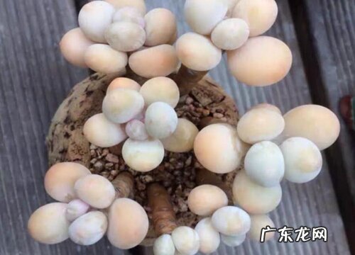 桃美人怎么养出状态