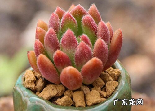 红唇多肉怎么养出状态