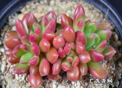 红唇多肉怎么养出状态