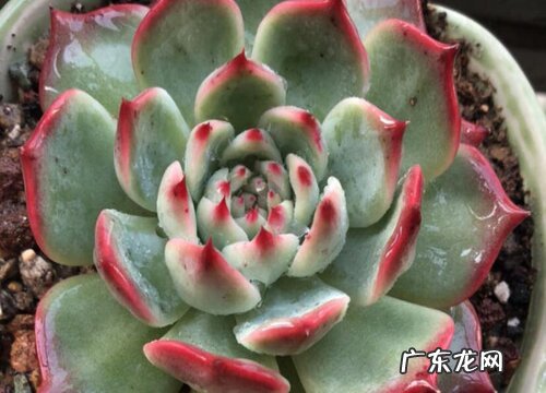 水蜜桃多肉怎么养出状态