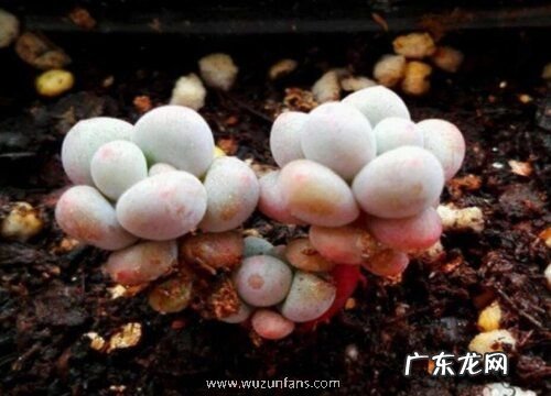 多肉奶酪怎么养出状态