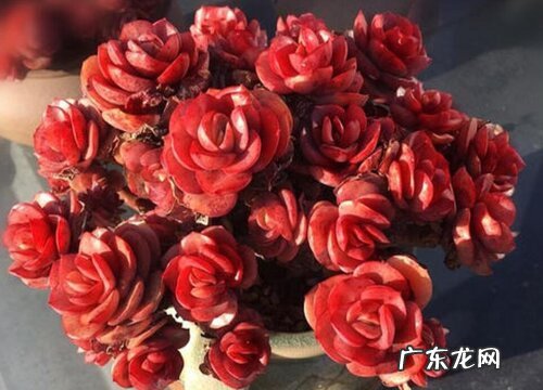 多肉秀妍怎么养出状态