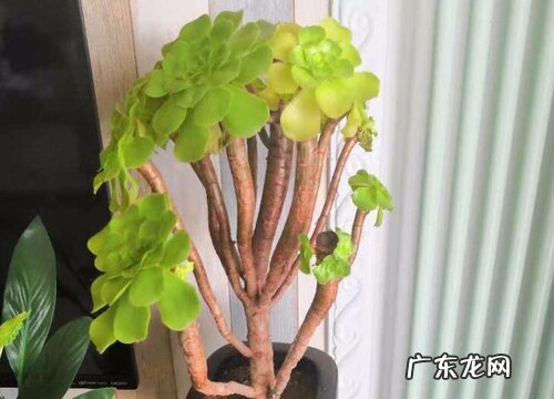 绿法师怎么养出状态