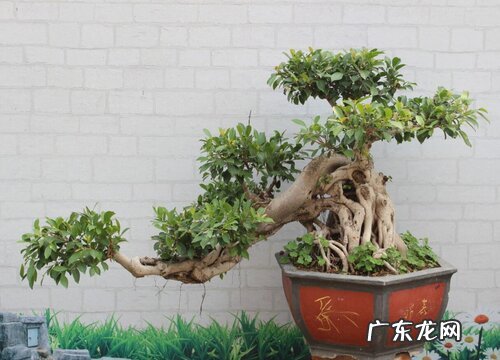 榕树用什么盆好