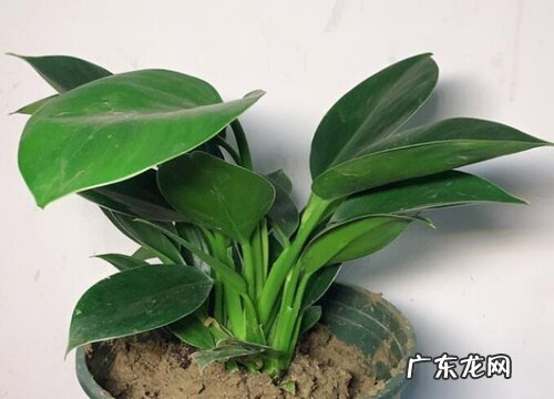 大叶金钻用什么盆好