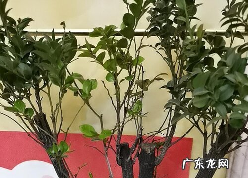 小叶紫檀喜欢阳光吗