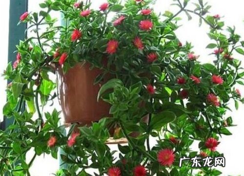 牡丹吊兰喜欢阳光吗