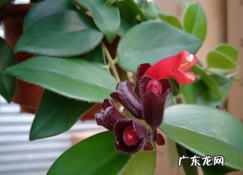 牡丹吊兰喜欢阳光吗