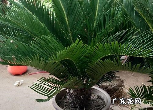 铁树喜欢阳光吗