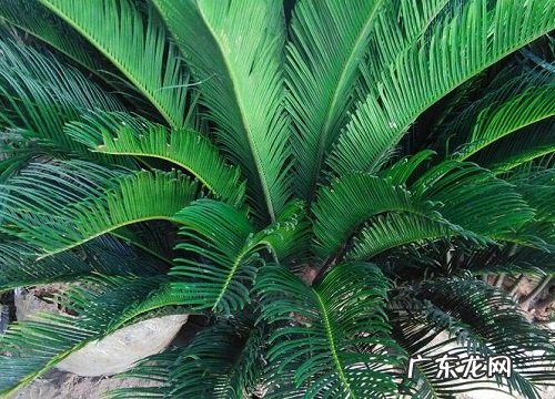 铁树喜欢阳光吗