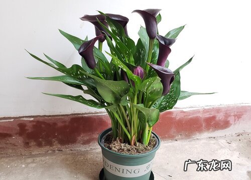 马蹄莲喜欢阳光吗